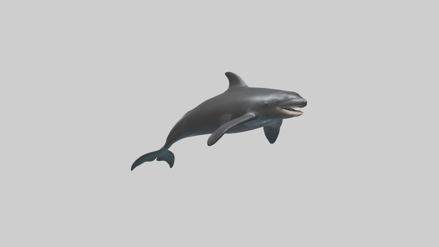 False Killer Whale jumping model 3D model