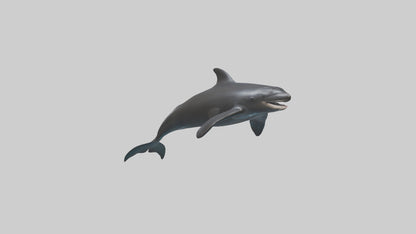 False Killer Whale jumping model 3D model