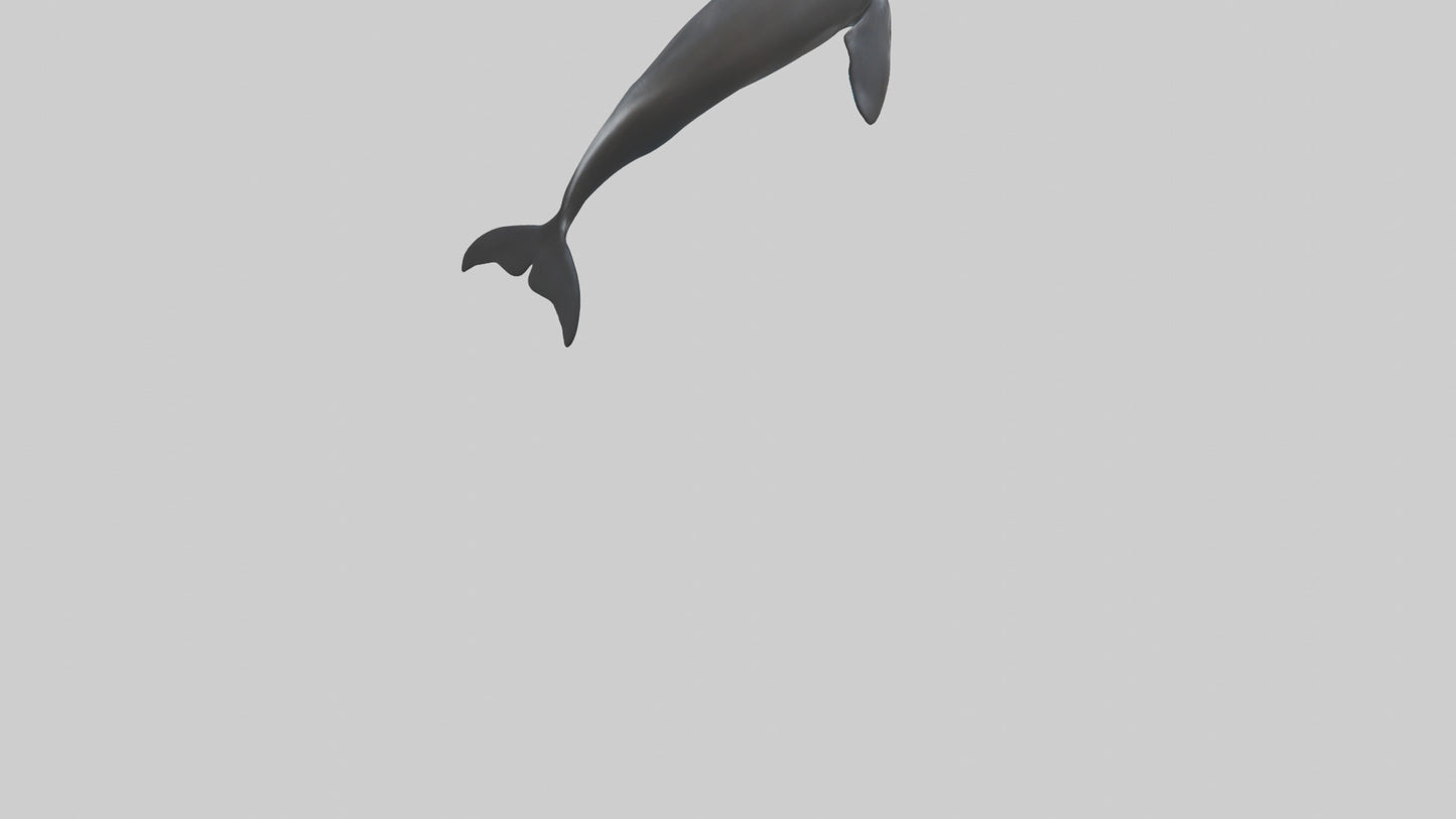 False Killer Whale jumping model 3D model