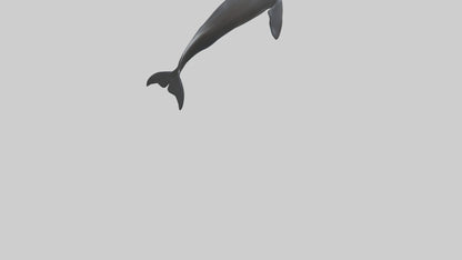False Killer Whale jumping model 3D model