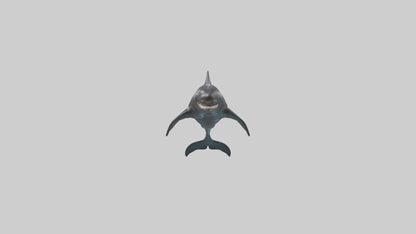 False Killer Whale jumping model 3D model