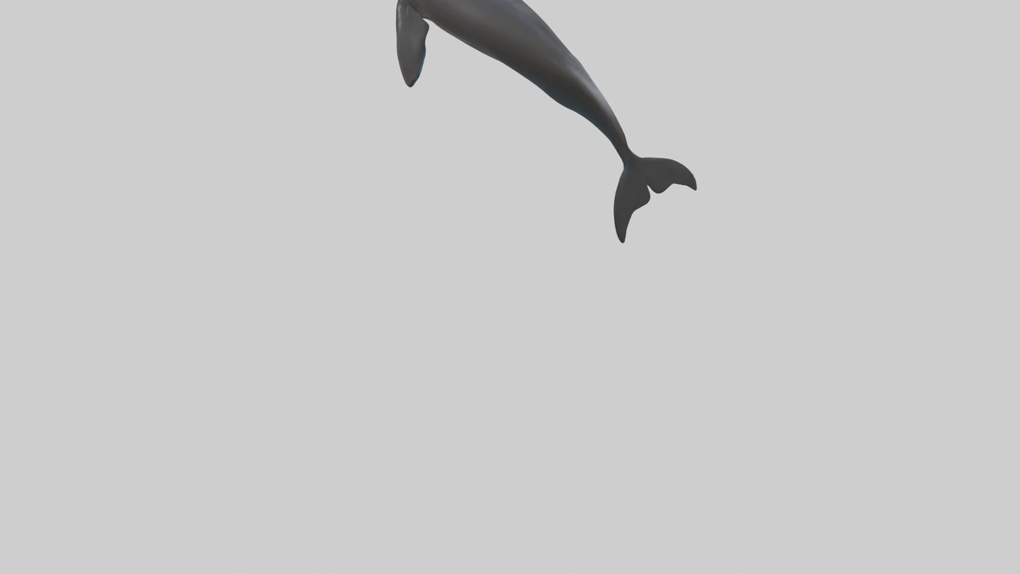 False Killer Whale jumping model 3D model
