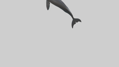 False Killer Whale jumping model 3D model