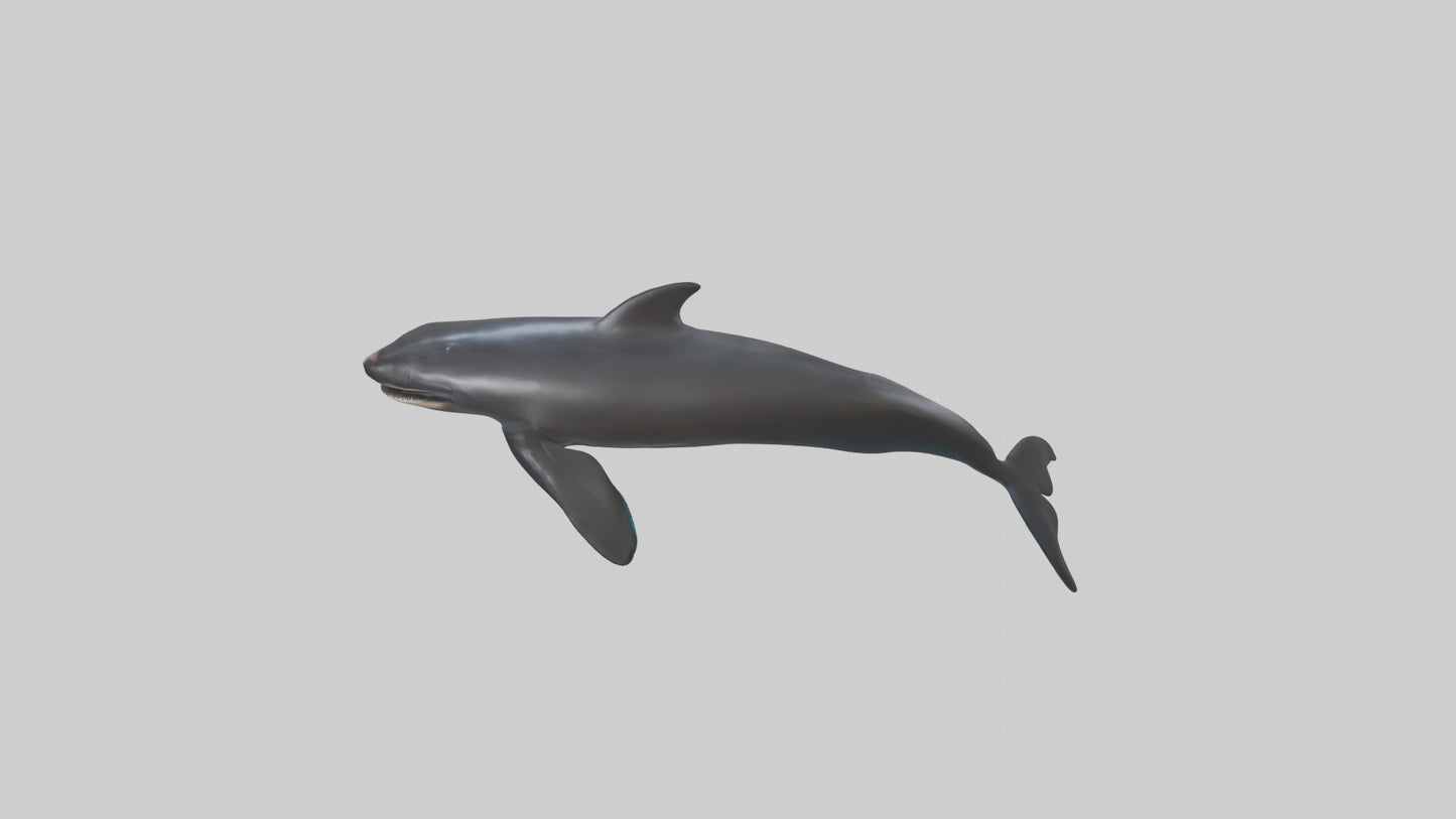 False Killer Whale jumping model 3D model