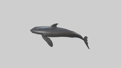 False Killer Whale jumping model 3D model