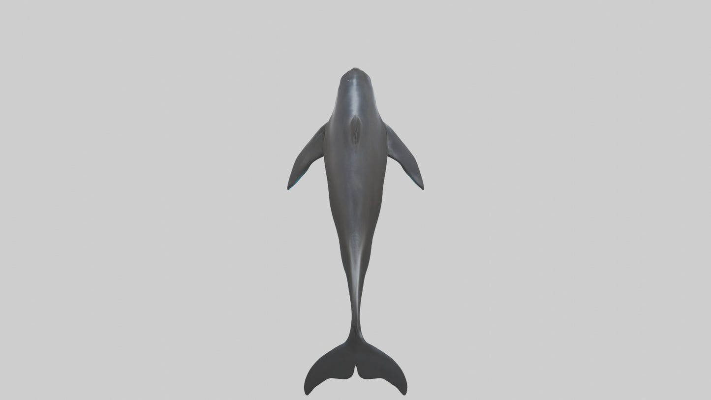 False Killer Whale jumping model 3D model