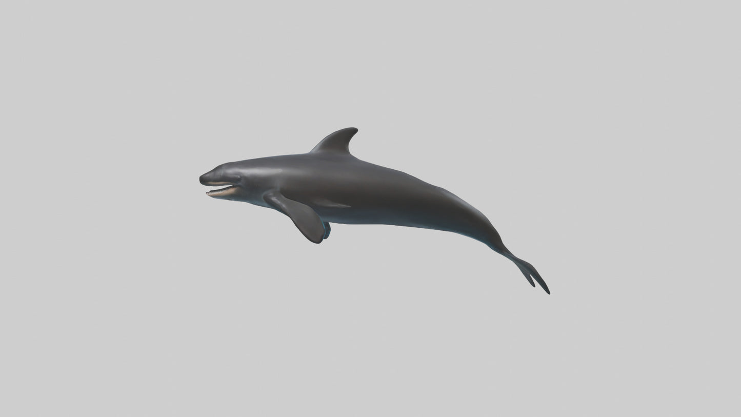 False Killer Whale jumping model 3D model