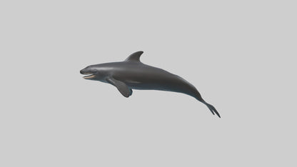 False Killer Whale jumping model 3D model