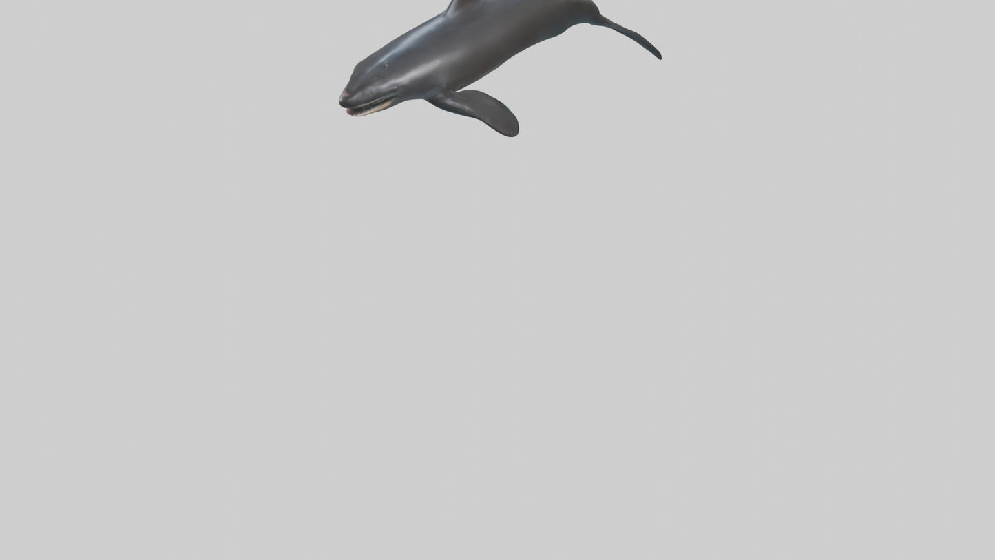 False Killer Whale jumping model 3D model