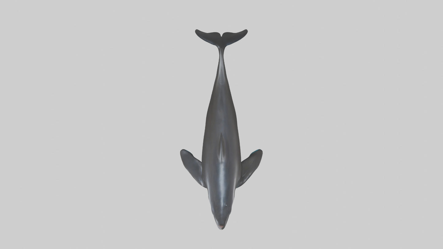 False Killer Whale jumping model 3D model
