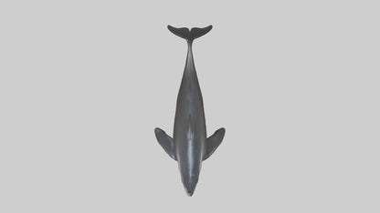 False Killer Whale jumping model 3D model
