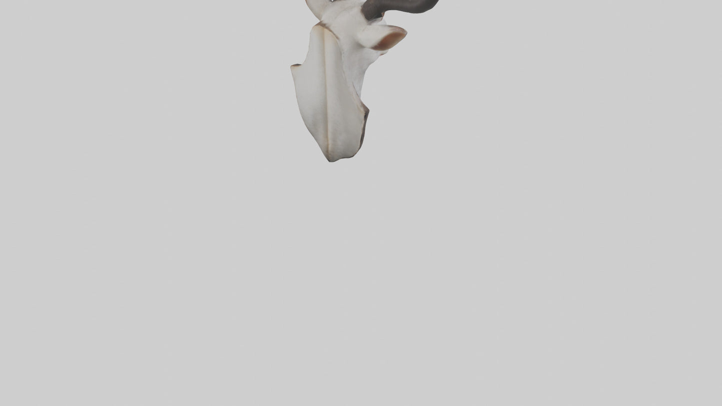 Faux animal head mount model 3D model