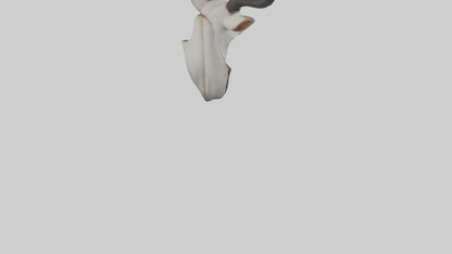 Faux animal head mount model 3D model