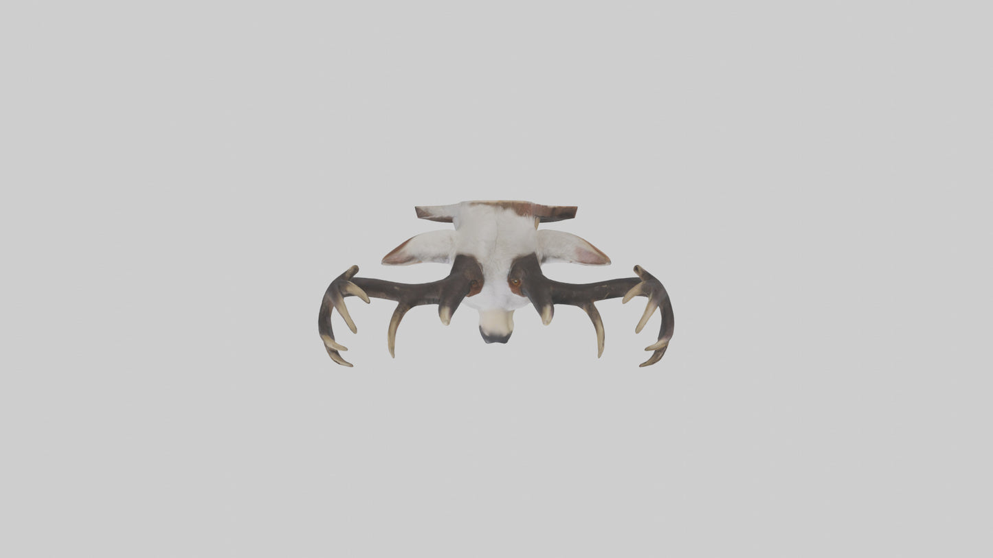Faux animal head mount model 3D model
