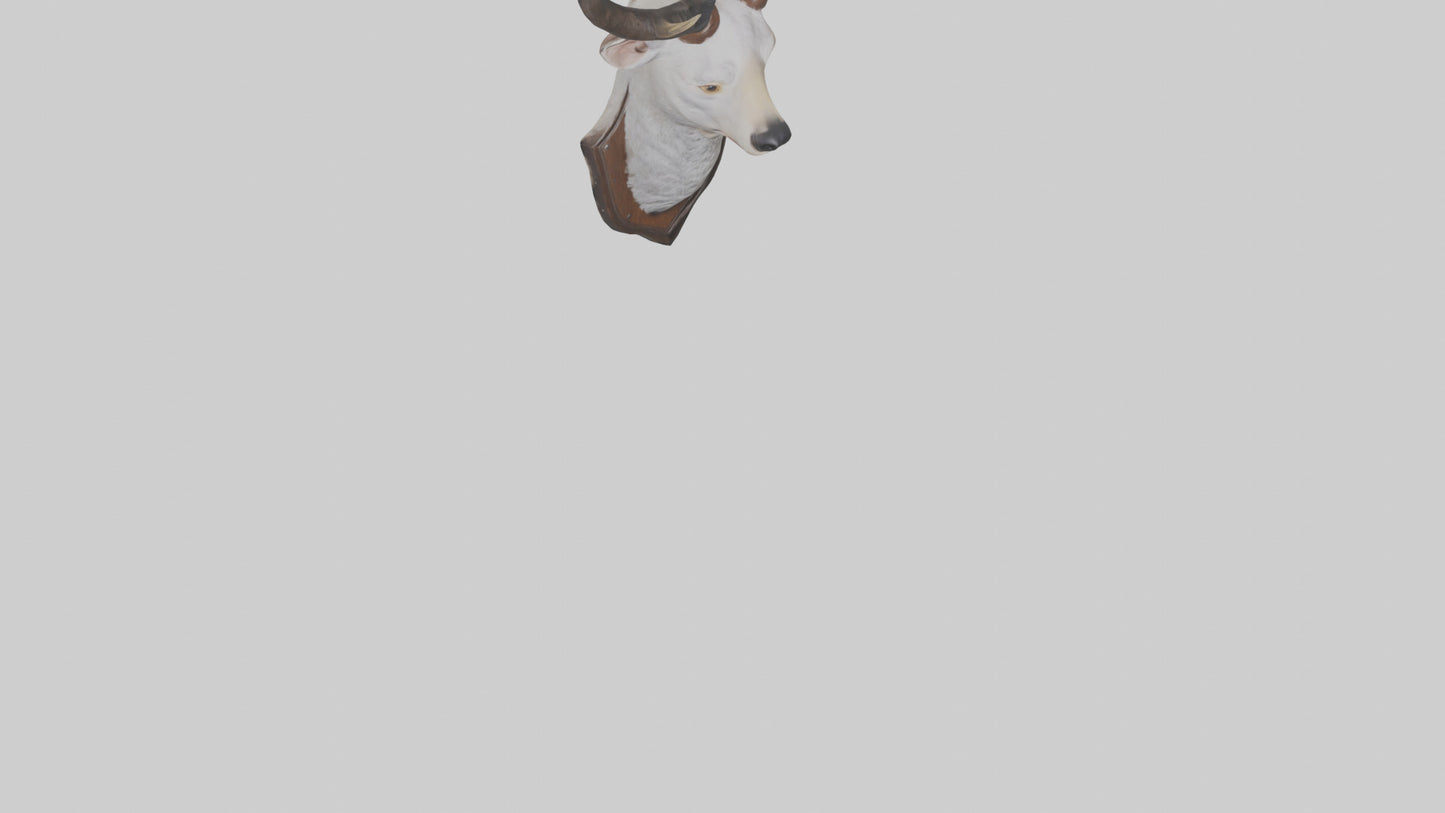 Faux animal head mount model 3D model