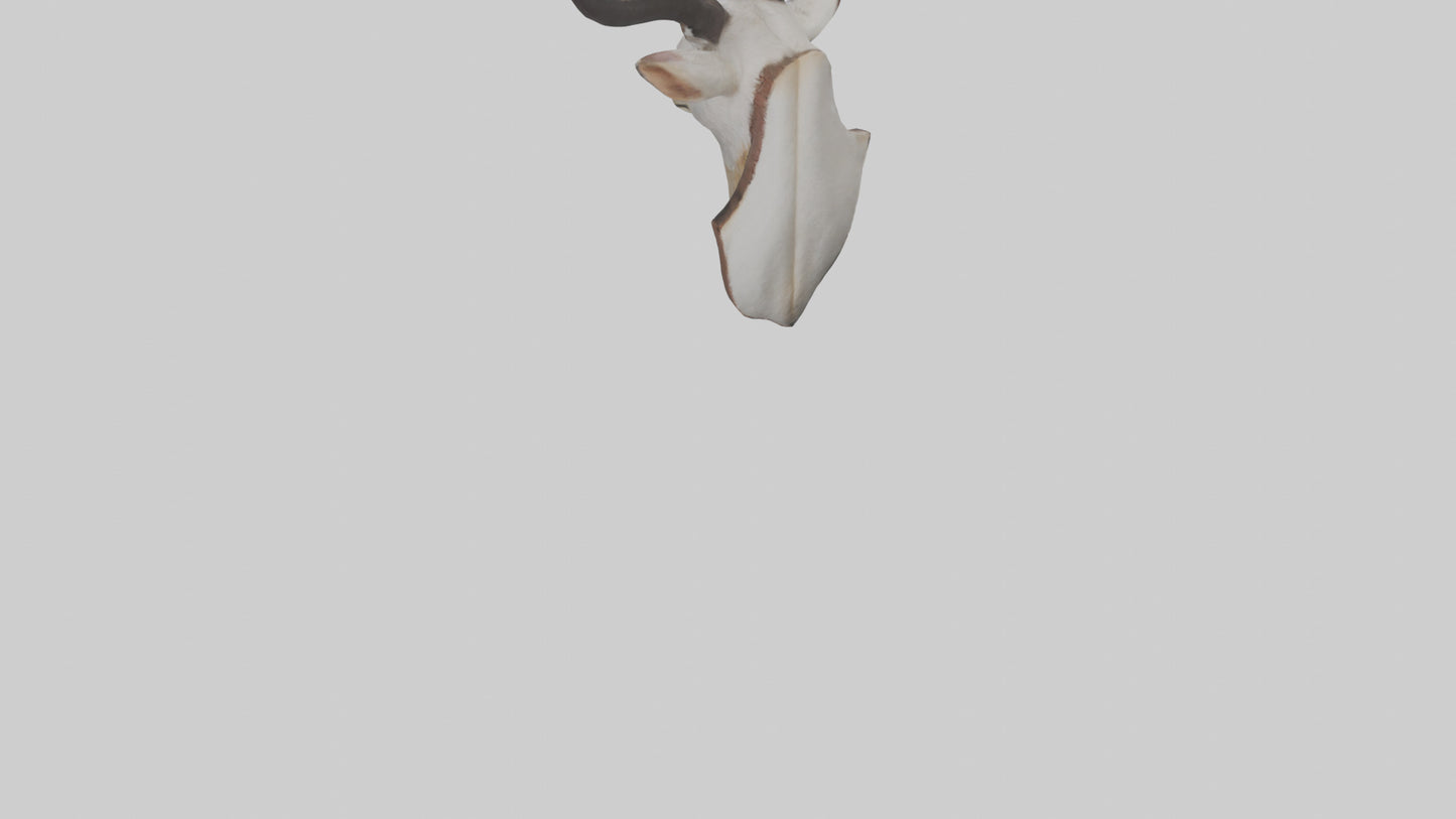 Faux animal head mount model 3D model