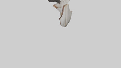 Faux animal head mount model 3D model
