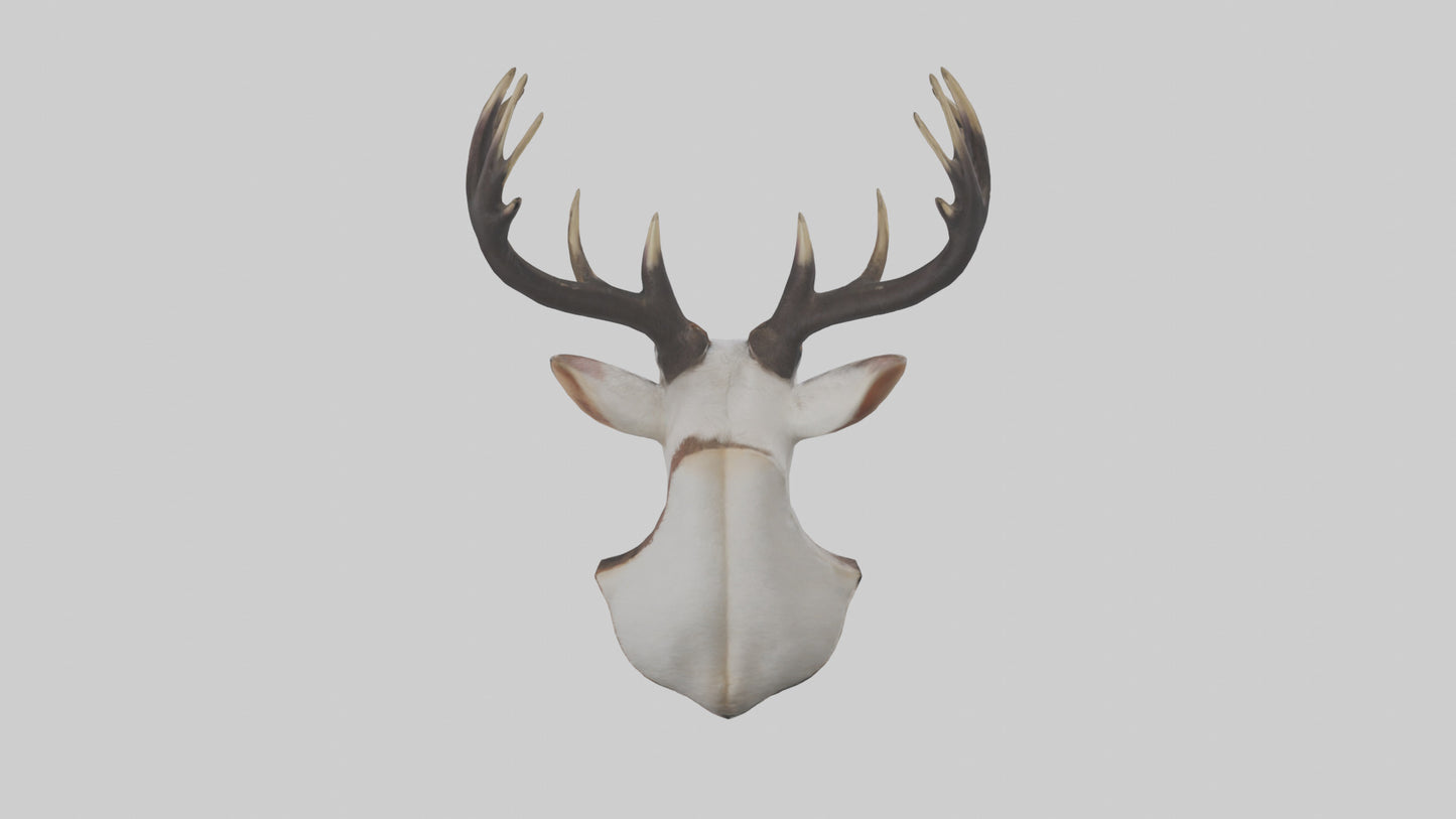 Faux animal head mount model 3D model