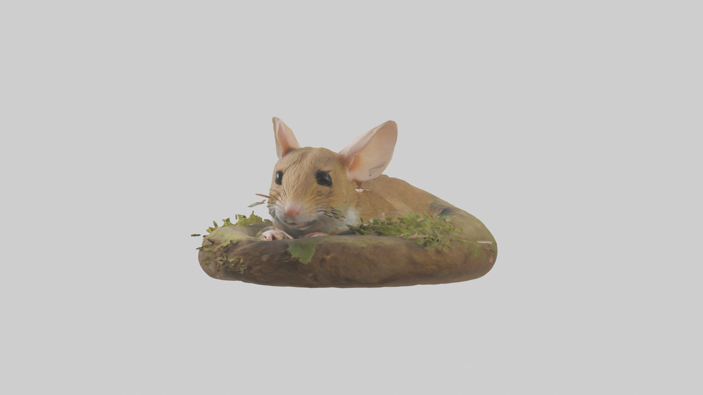 Field Mouse hiding model 3D model