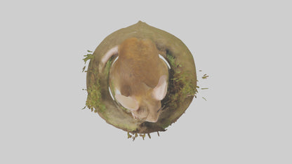 Field Mouse hiding model 3D model