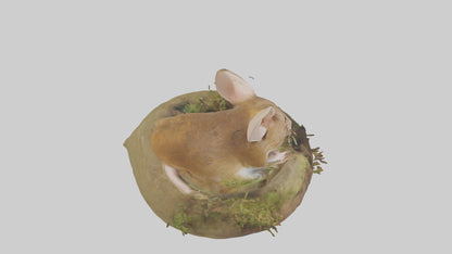 Field Mouse hiding model 3D model