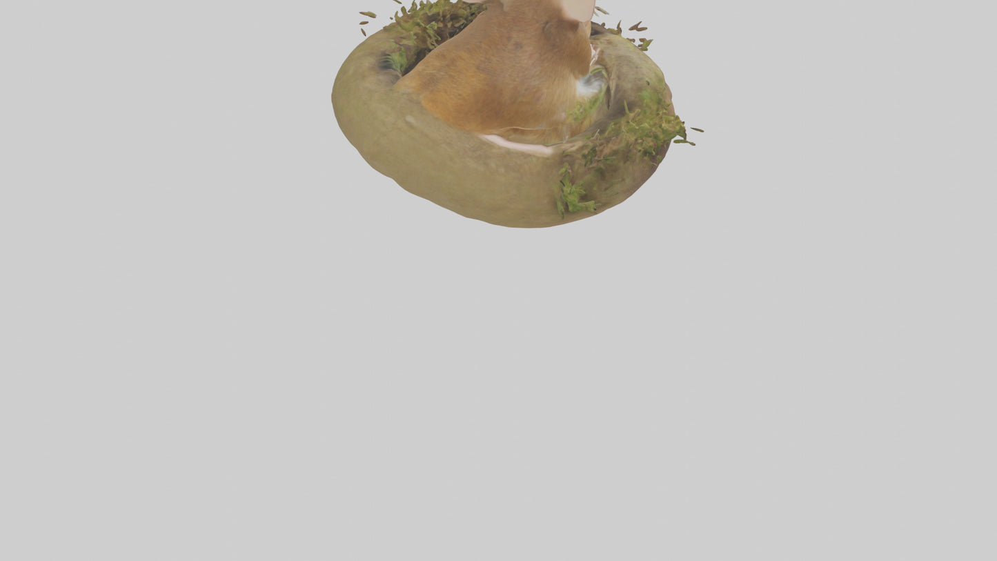 Field Mouse hiding model 3D model