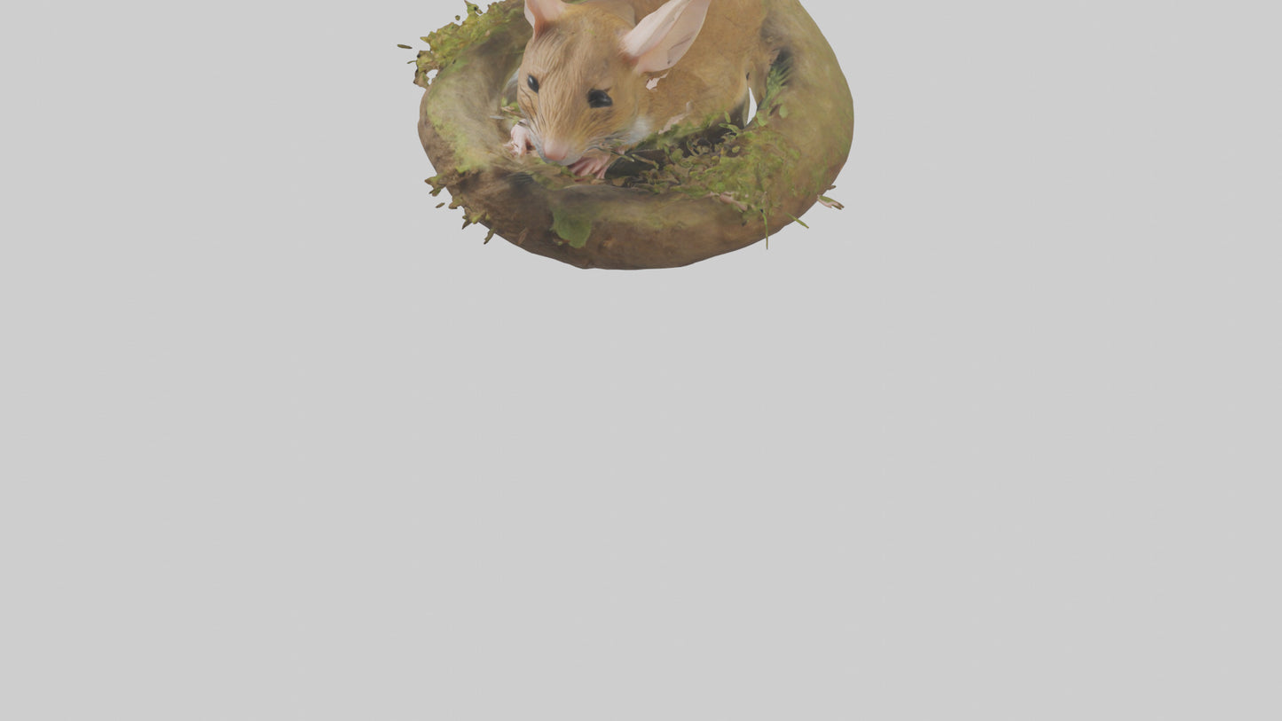 Field Mouse hiding model 3D model