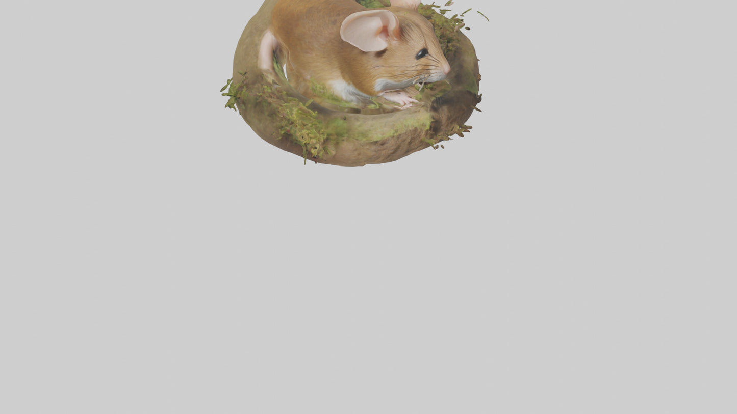 Field Mouse hiding model 3D model