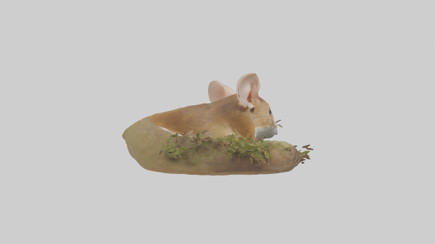 Field Mouse hiding model 3D model