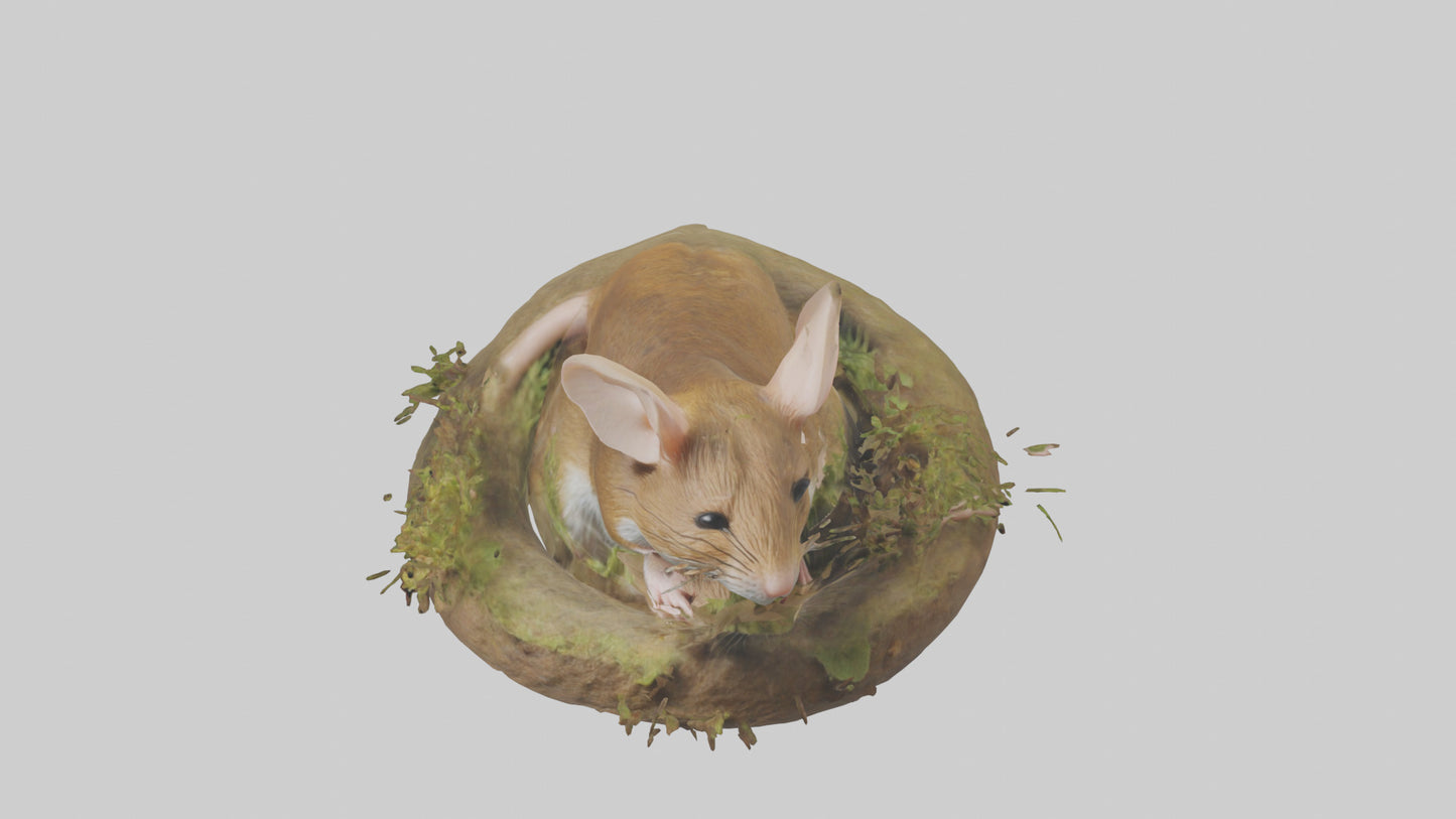Field Mouse hiding model 3D model