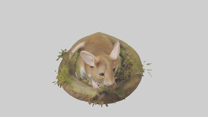 Field Mouse hiding model 3D model