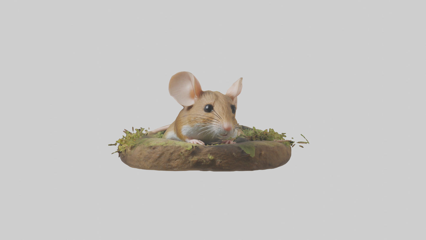 Field Mouse hiding model 3D model