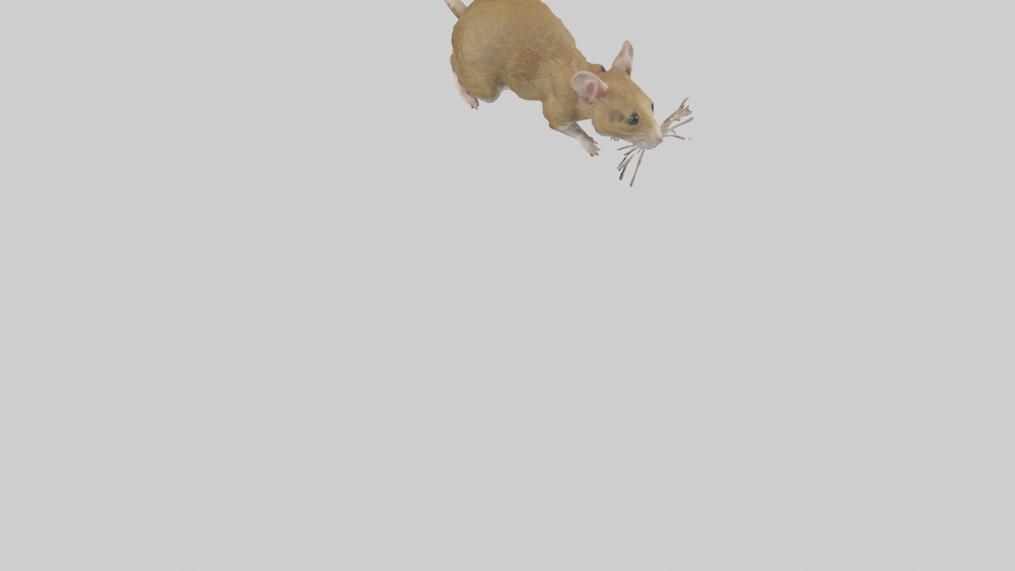 Field Mouse running model VR / AR / low-poly