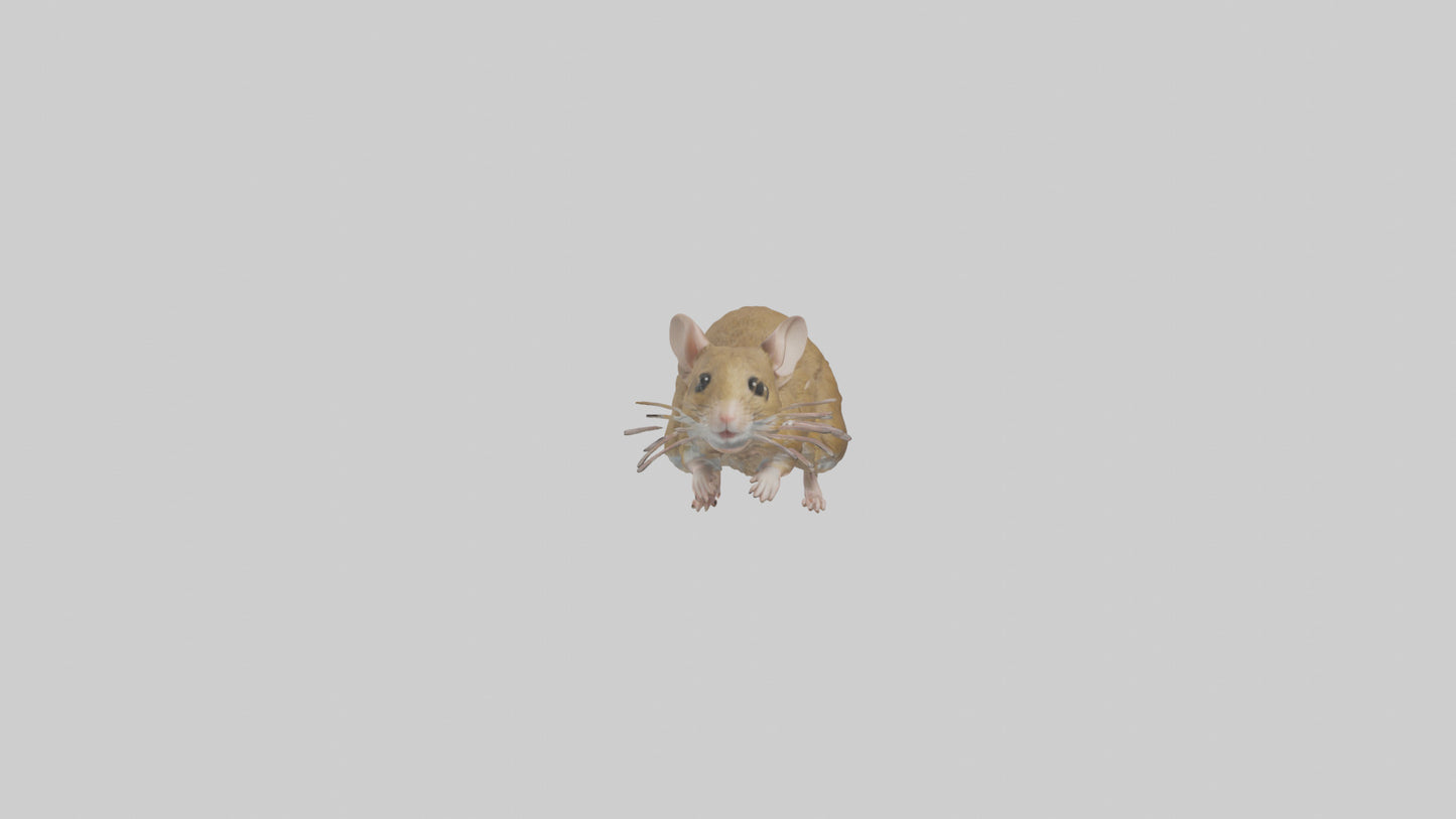 Field Mouse running model VR / AR / low-poly