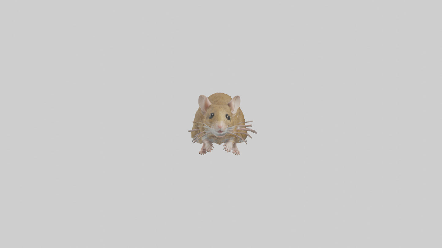 Field Mouse running model VR / AR / low-poly