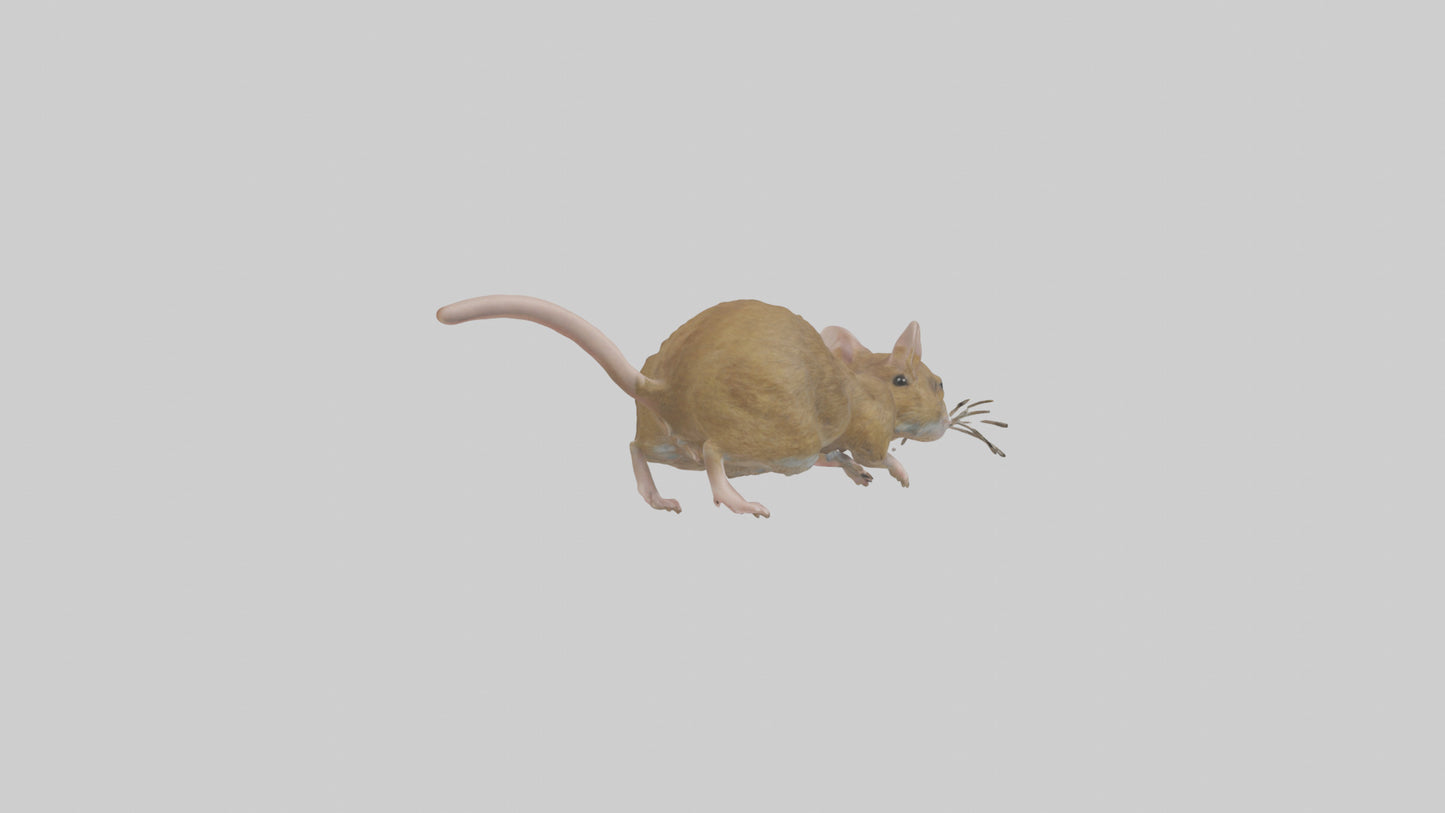 Field Mouse running model VR / AR / low-poly