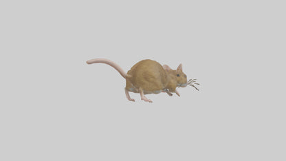Field Mouse running model VR / AR / low-poly