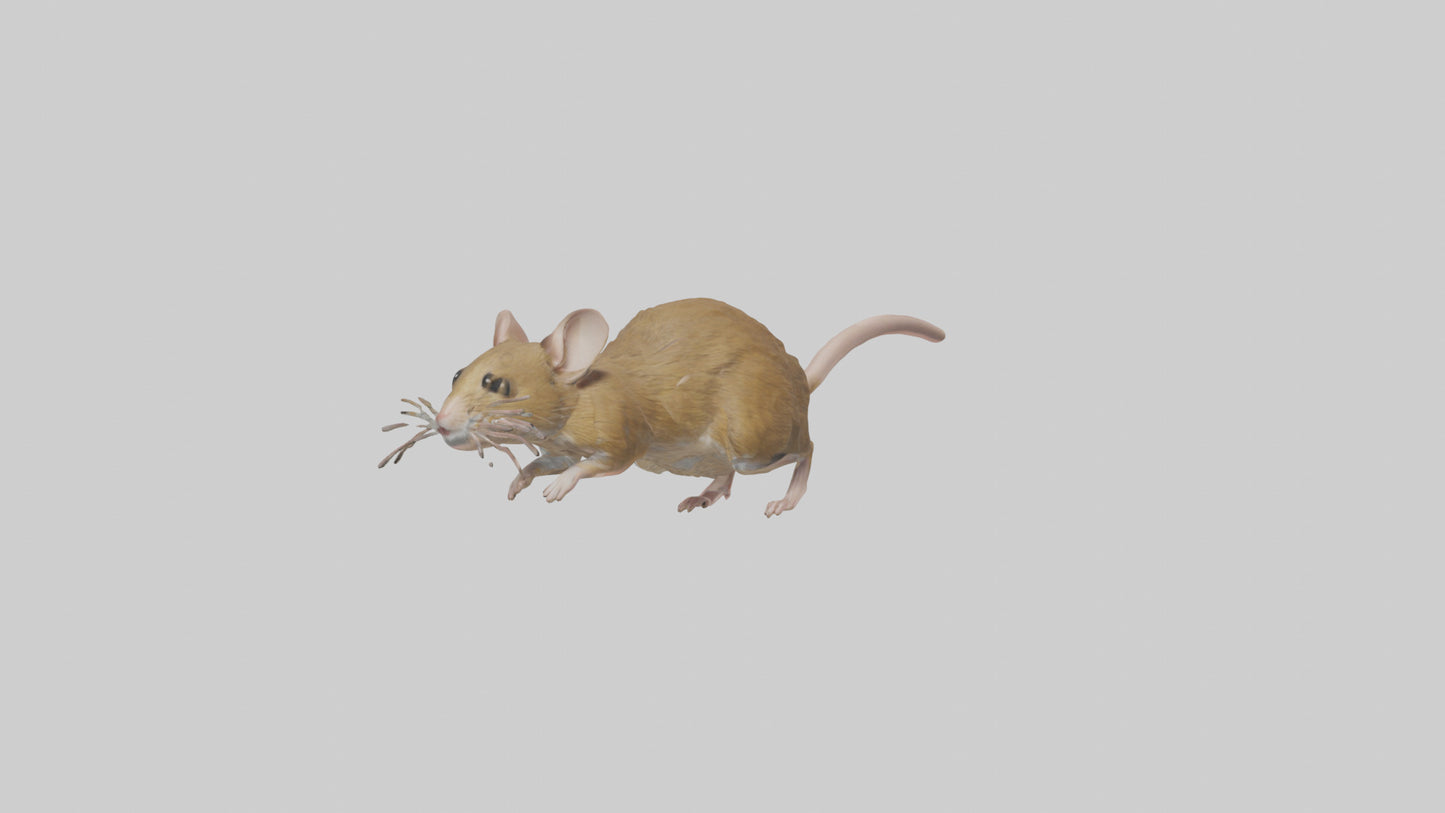 Field Mouse running model VR / AR / low-poly