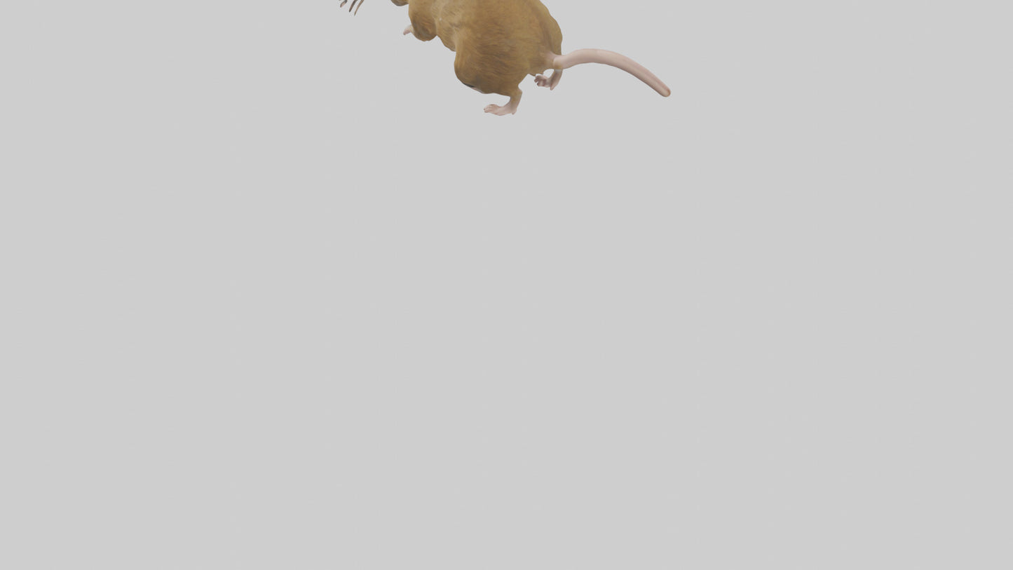 Field Mouse running model VR / AR / low-poly