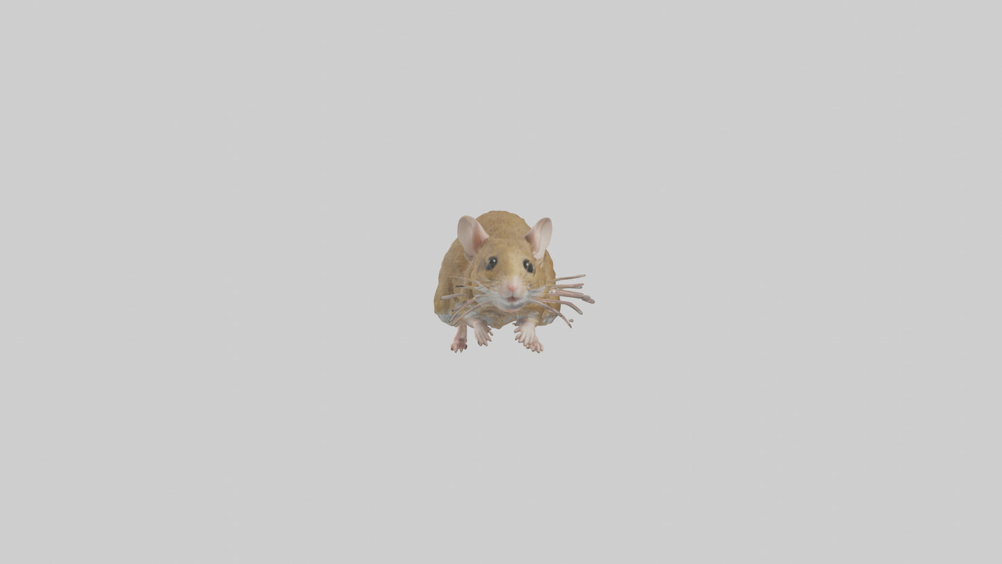 Field Mouse running model VR / AR / low-poly
