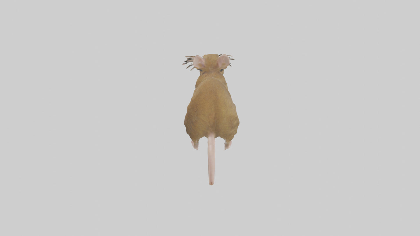 Field Mouse running model VR / AR / low-poly