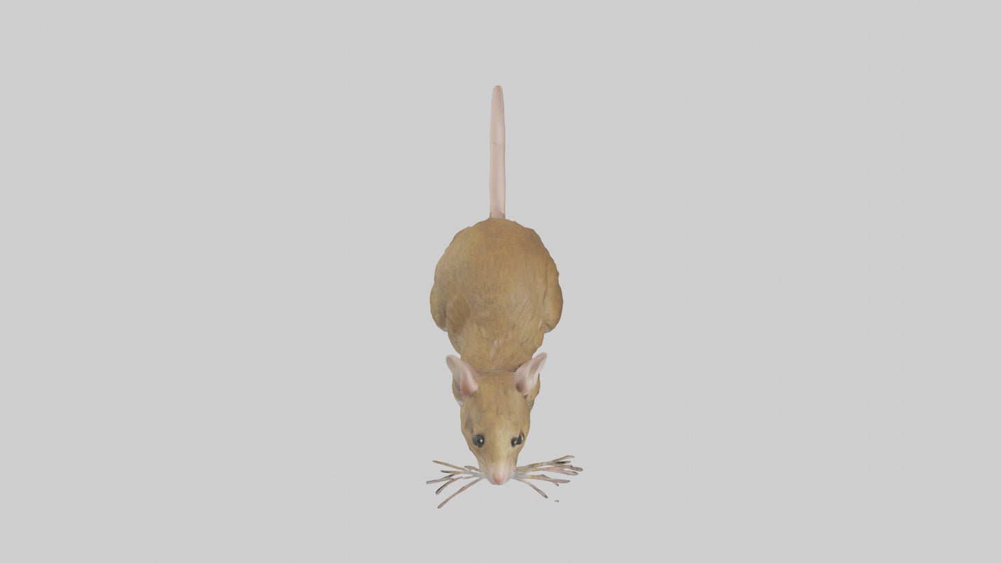 Field Mouse running model VR / AR / low-poly