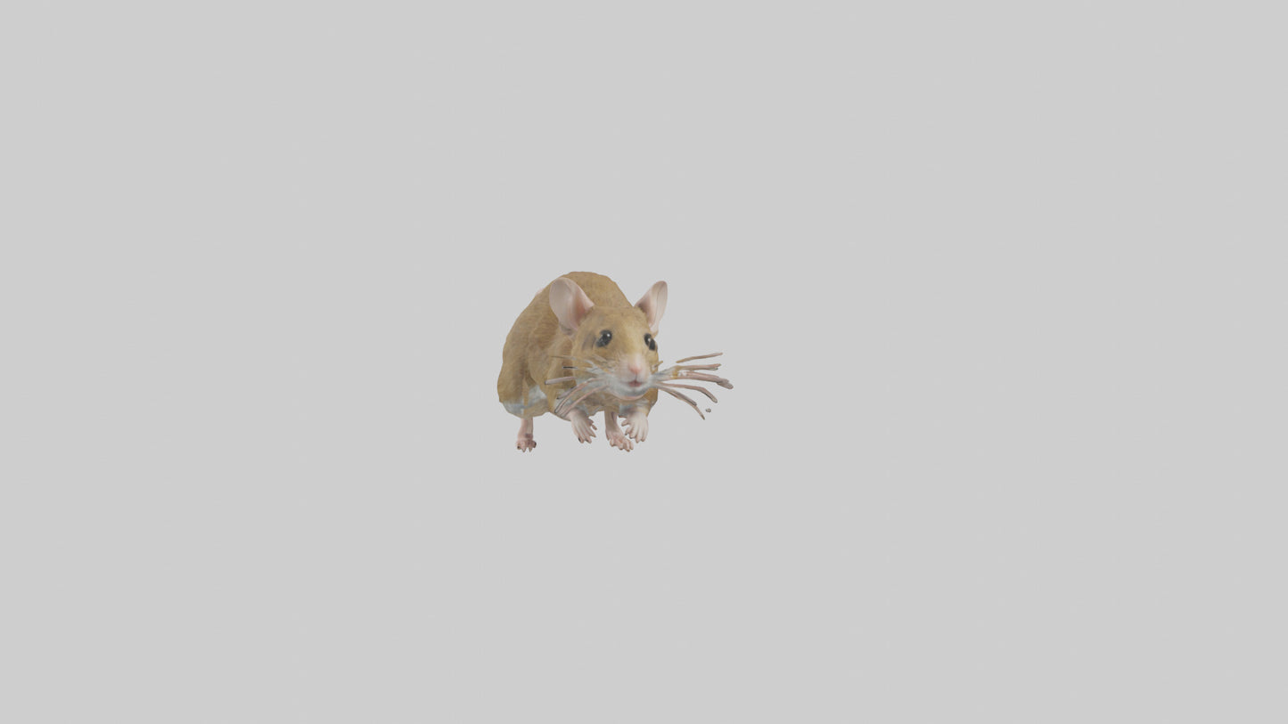 Field Mouse running model VR / AR / low-poly