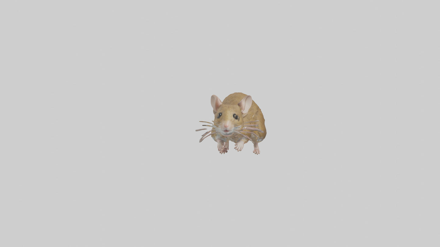 Field Mouse running model VR / AR / low-poly