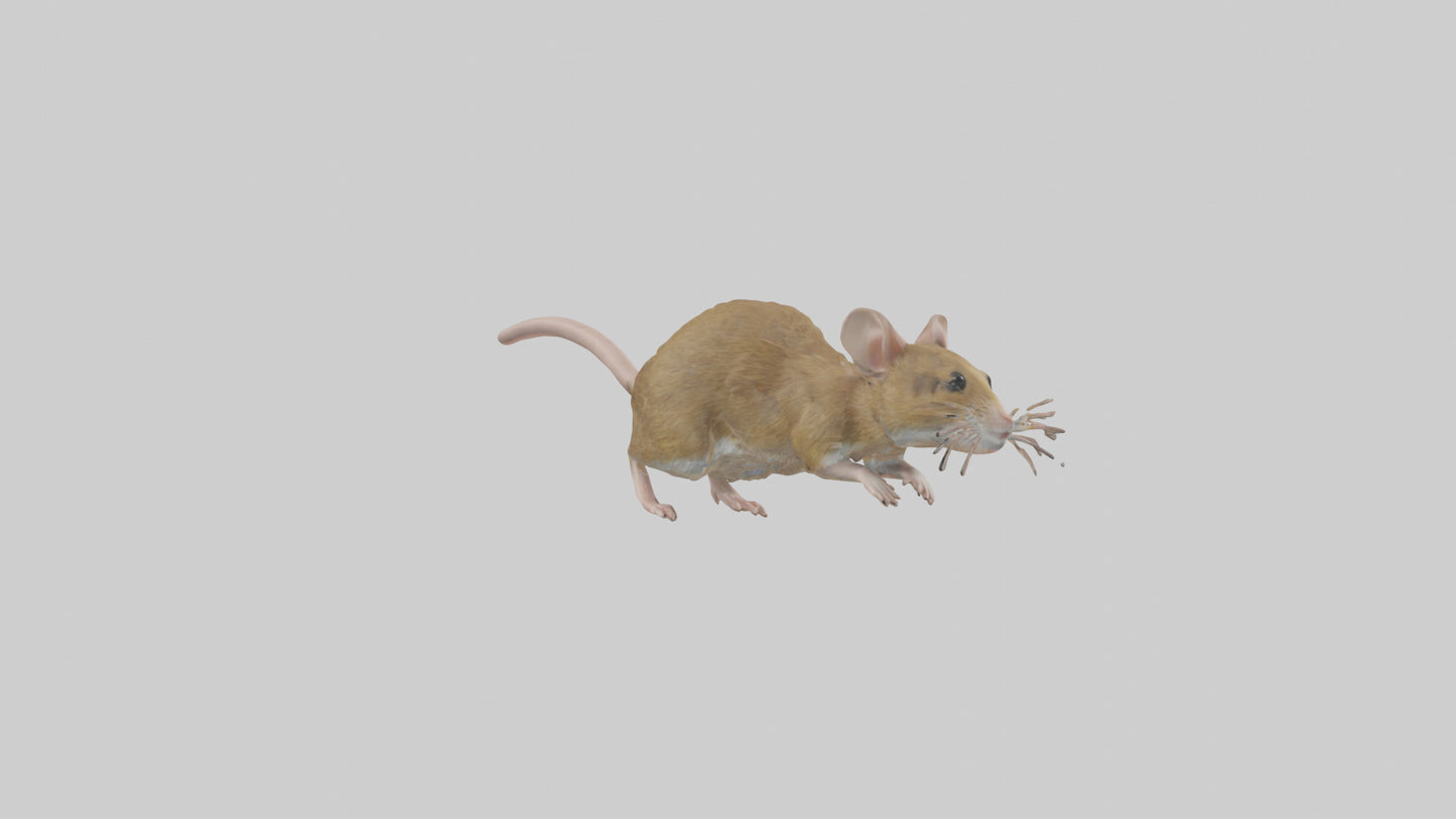 Field Mouse running model VR / AR / low-poly