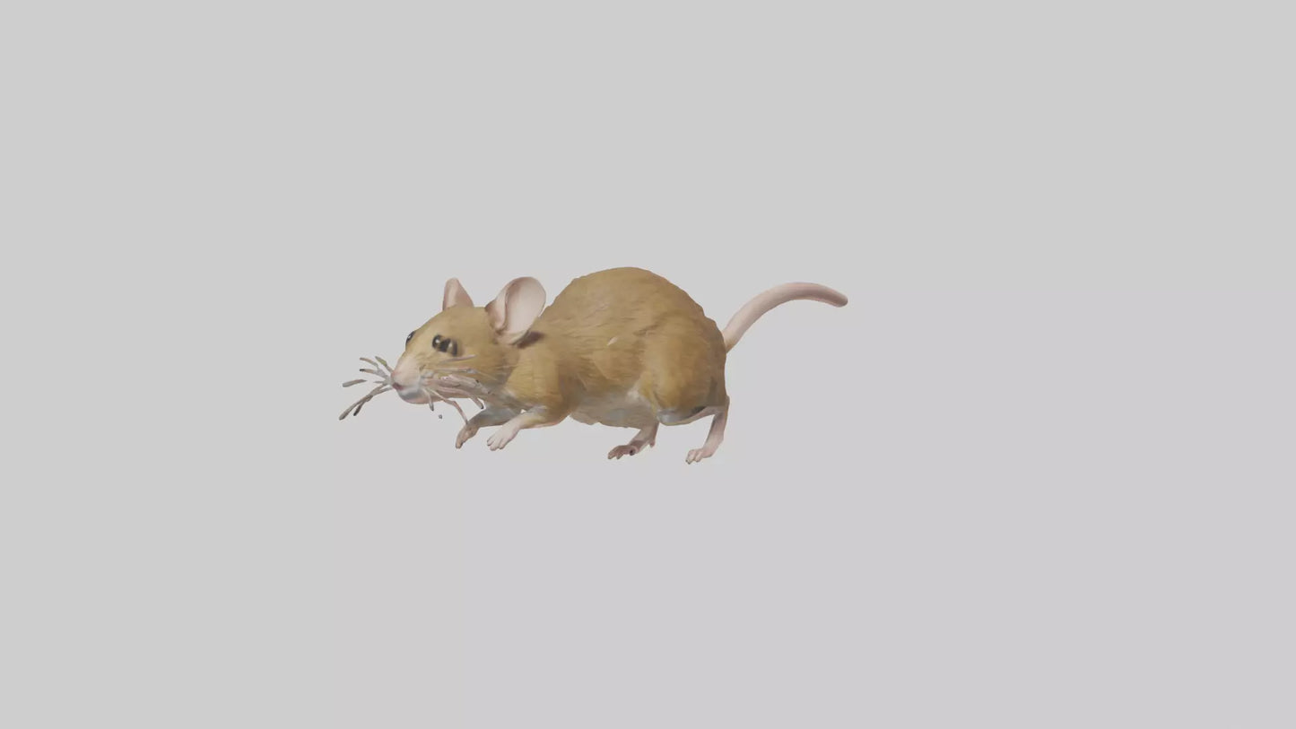 Field Mouse running model VR / AR / low-poly