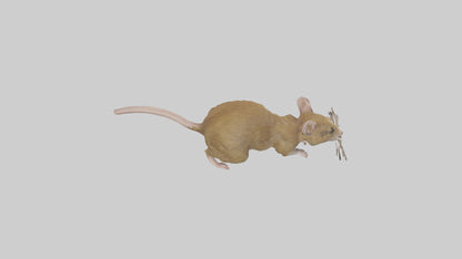 Field Mouse running model VR / AR / low-poly