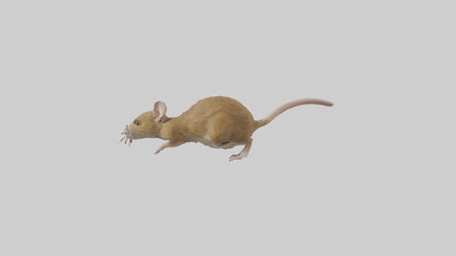 Field Mouse running model VR / AR / low-poly