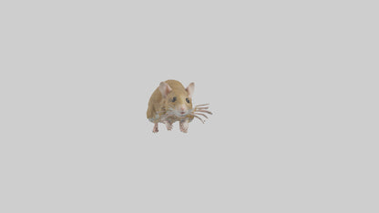 Field Mouse running model VR / AR / low-poly