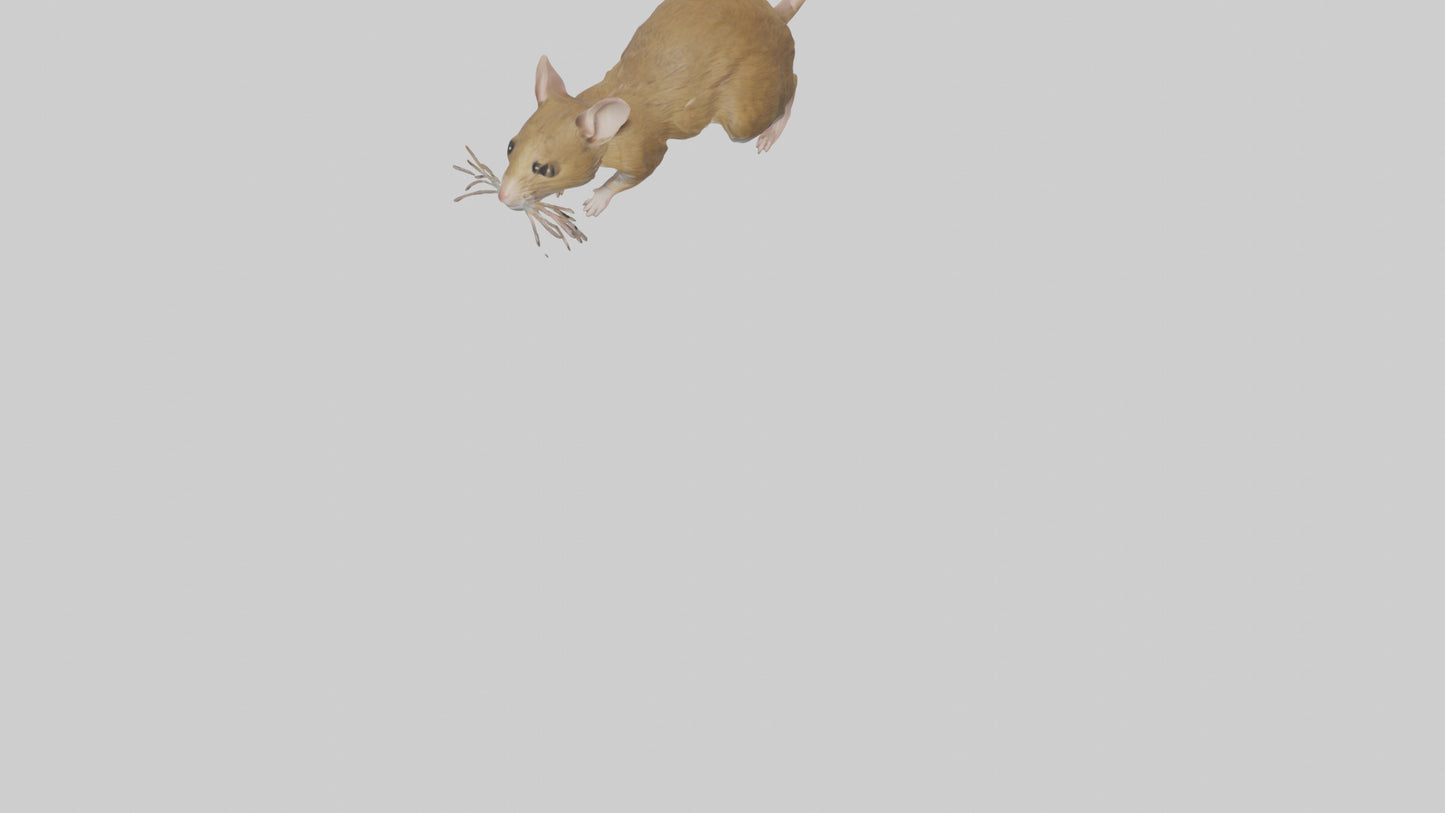 Field Mouse running model VR / AR / low-poly